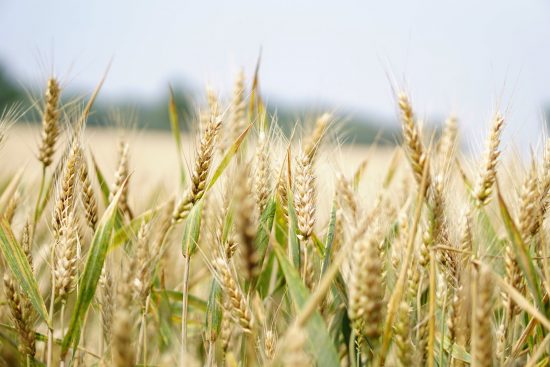 L’atelier « agriculture et alimentation »