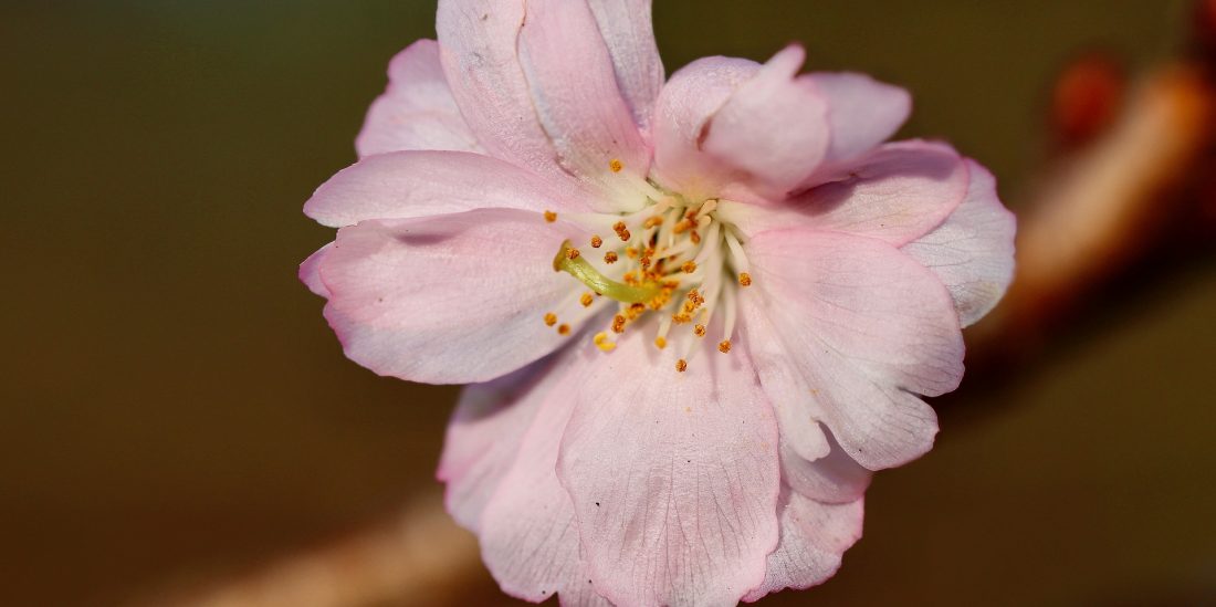 Visite : jardins d’Aywiers